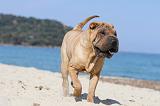 SHAR-PEI 176